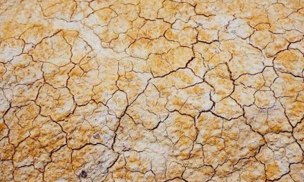 NP: ¿Puede la tecnología frenar la desertificación?
