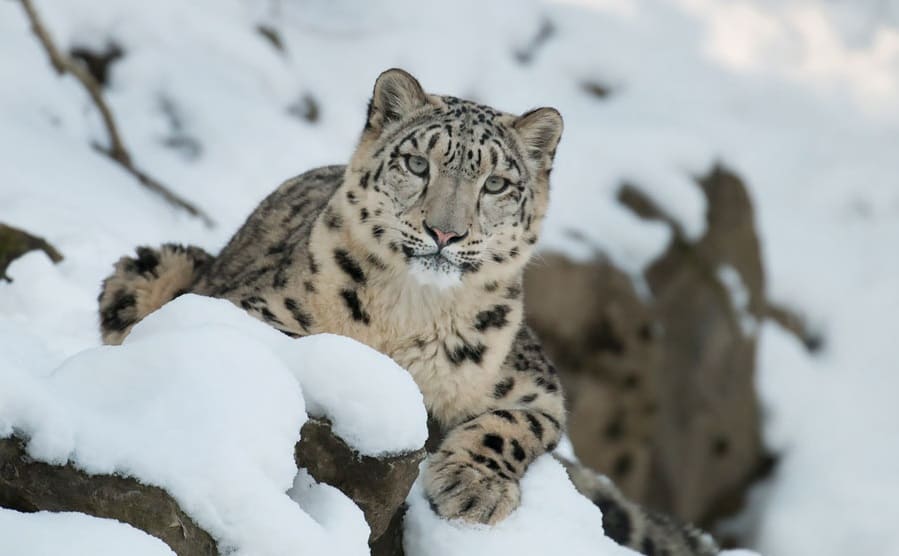 NP: La Inteligencia Artificial de Microsoft ayuda a salvar a los leopardos de las nieves de su extinción