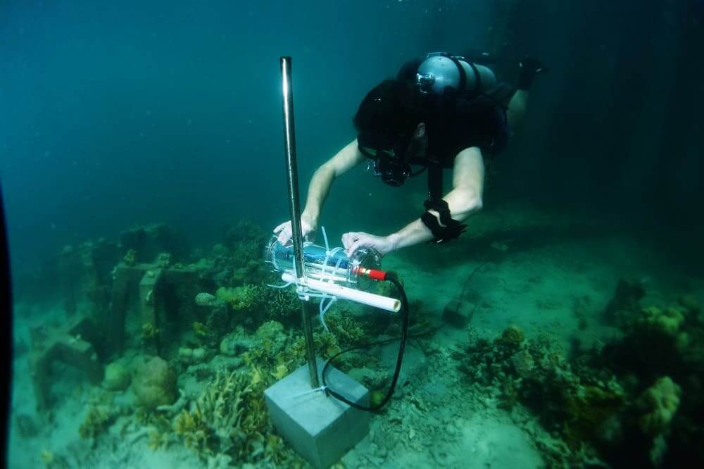 NP: La inteligencia artificial ayuda a salvar los arrecifes de coral